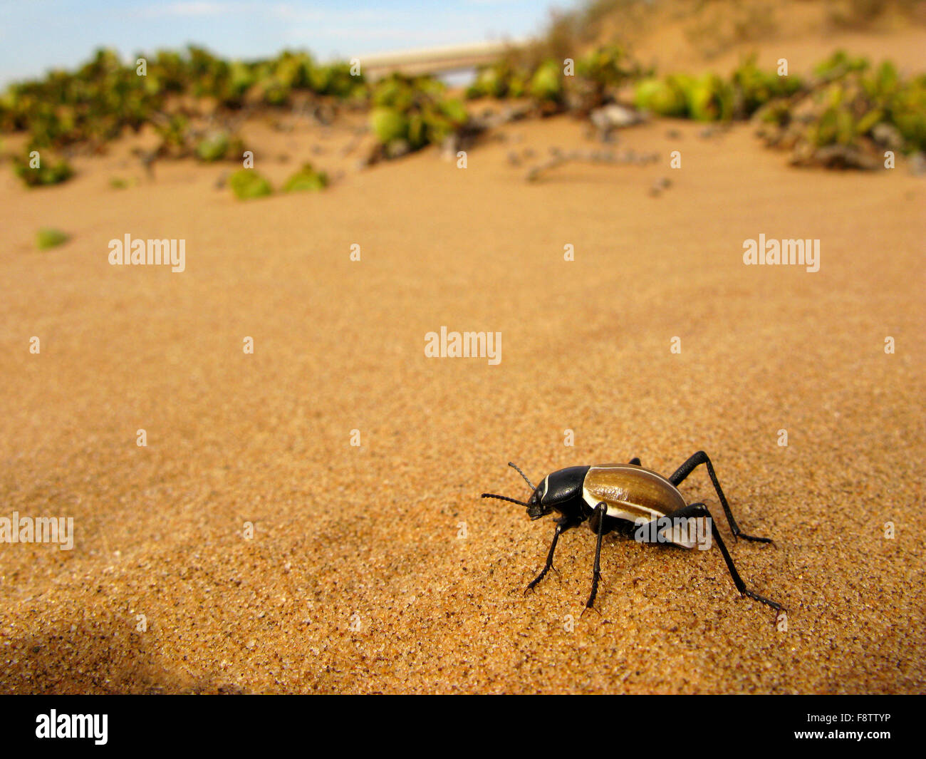 Tok-tokkie darkling beetle (Onymacris sp.) with brown elytrae and black body standing on the orange-yellow sand of Namib desert Stock Photo