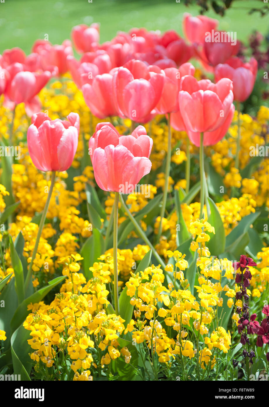 Pink tulips and yellow flowers in the garden Stock Photo - Alamy