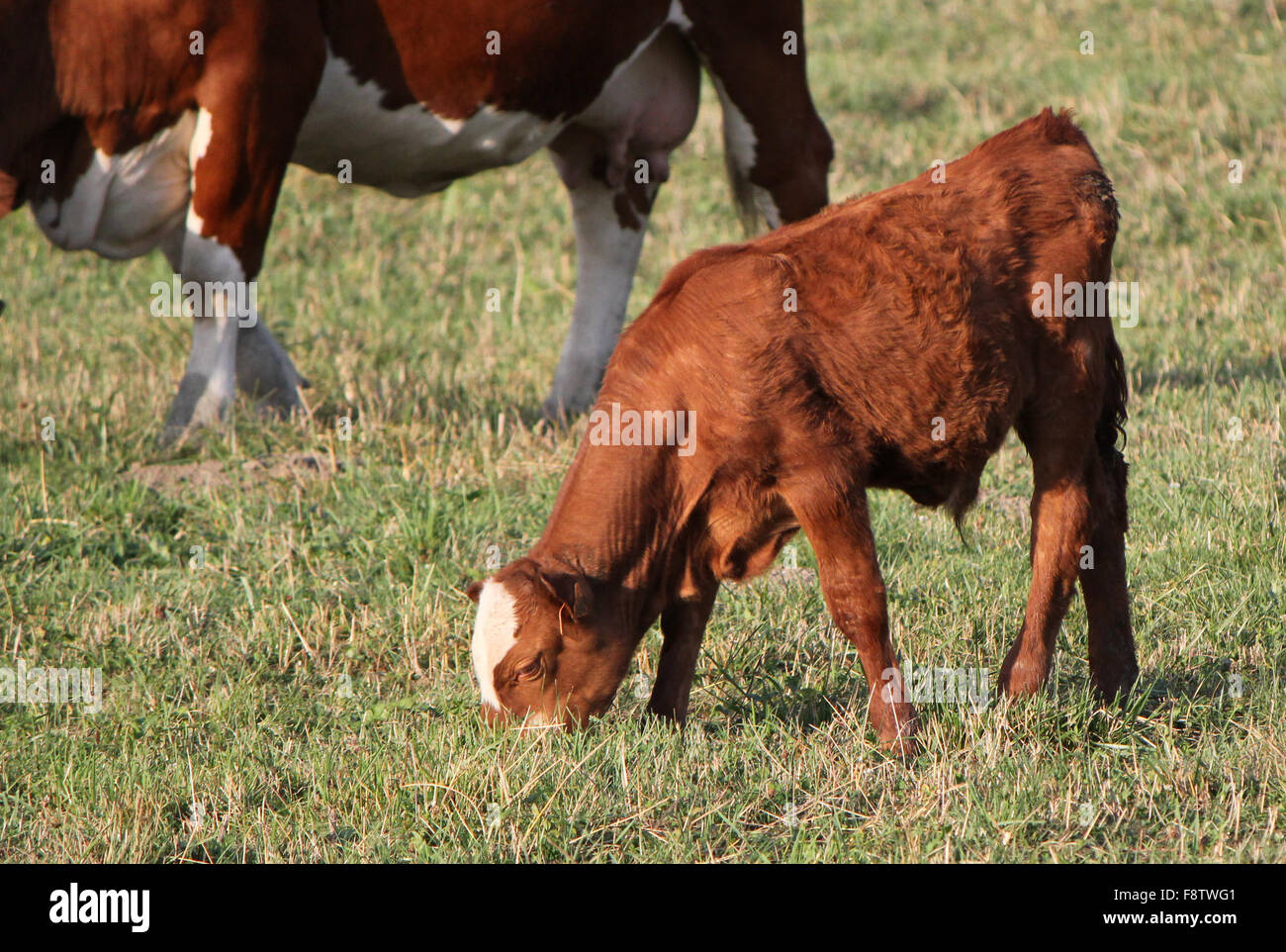Young calf eating Stock Photo Alamy