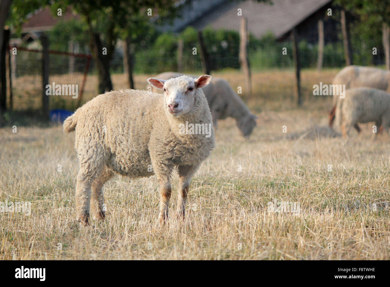 Sheep in a meadow with others Stock Photo - Alamy