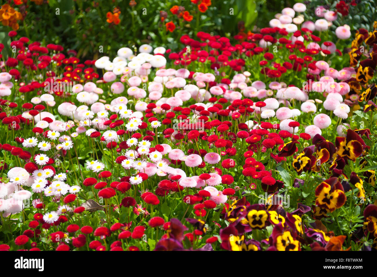 Bellis flowers in the garden Stock Photo
