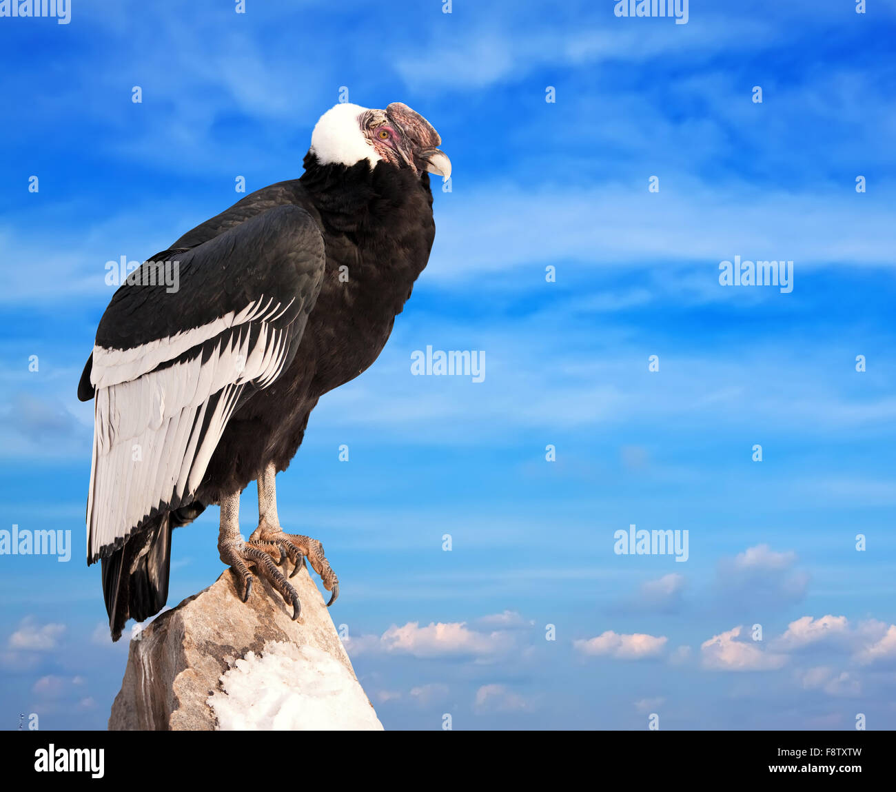 Andean Condor Sitting On Rock Against Sky Background Stock Photo Alamy