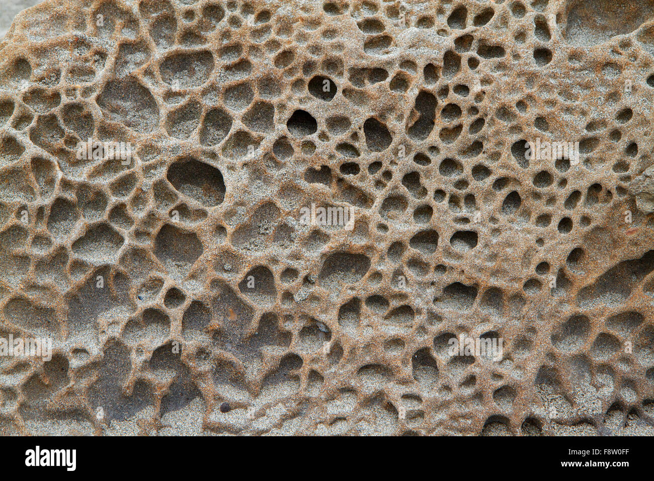 Sponge texture stone Stock Photo - Alamy