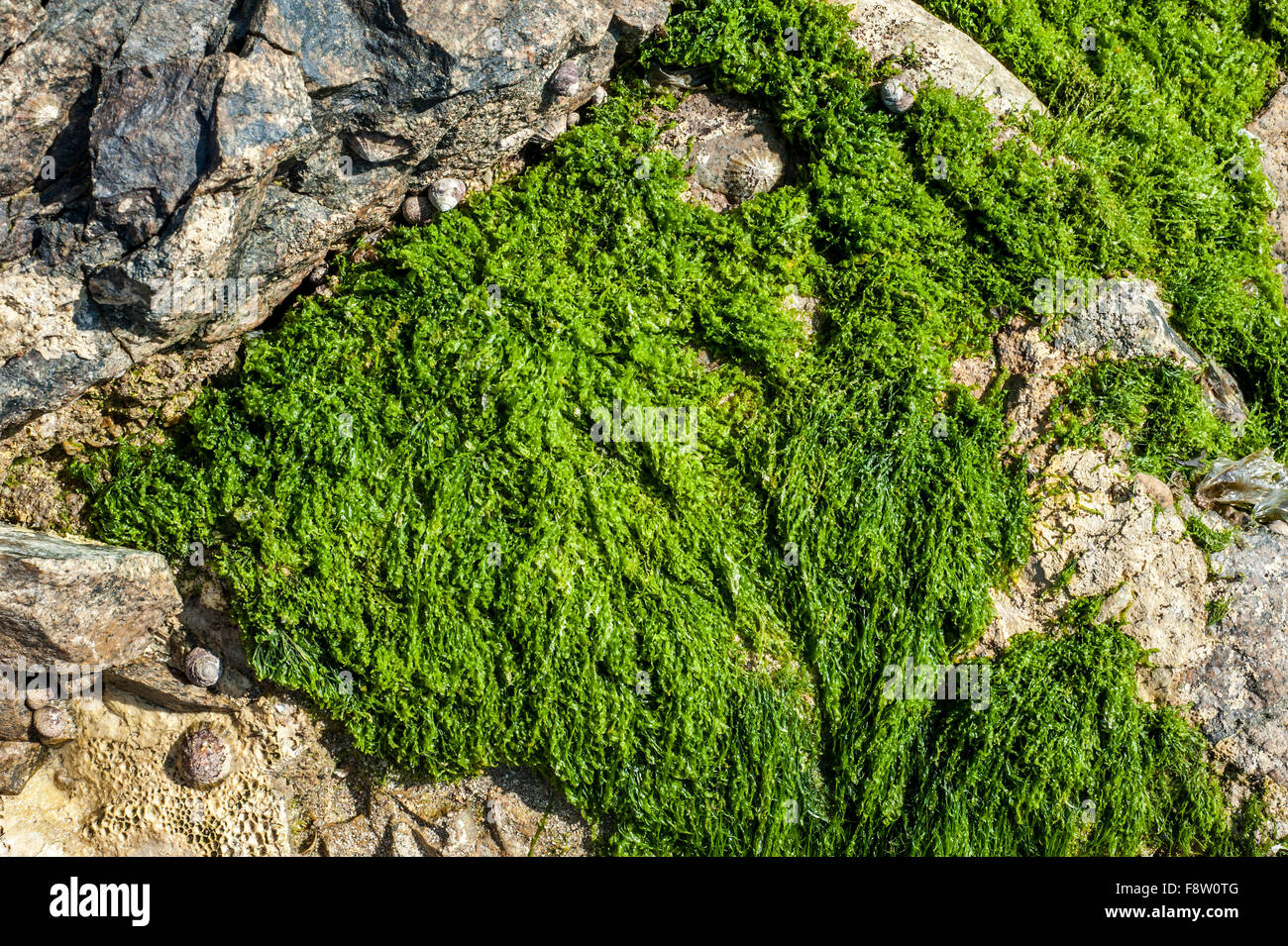 Gutweed / grass kelp (Enteromorpha intestinalis / Ulva intestinalis) green alga washed ashore on rock along the coast Stock Photo