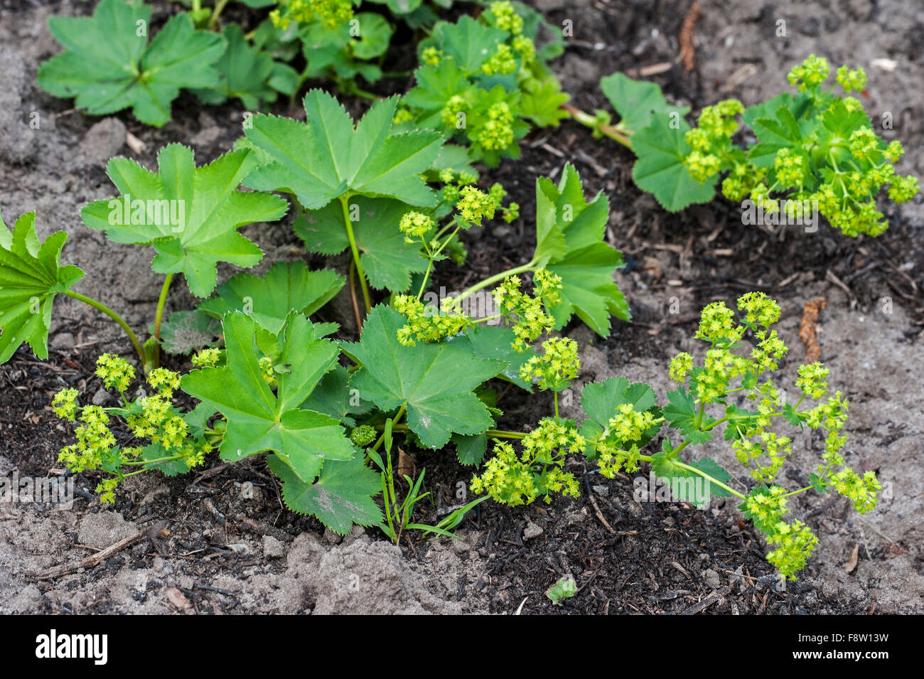 Lady's mantle (Alchemilla mollis) in flower, native to southern Europe Stock Photo