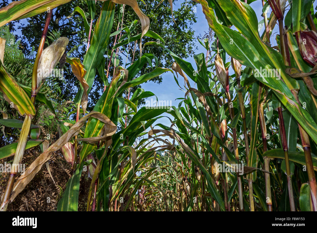 Worm's-eye view on maizefield / cornfield / field of maize in summer Stock Photo