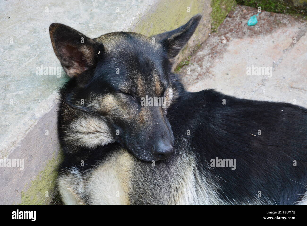 Peruvian sheep sale dog