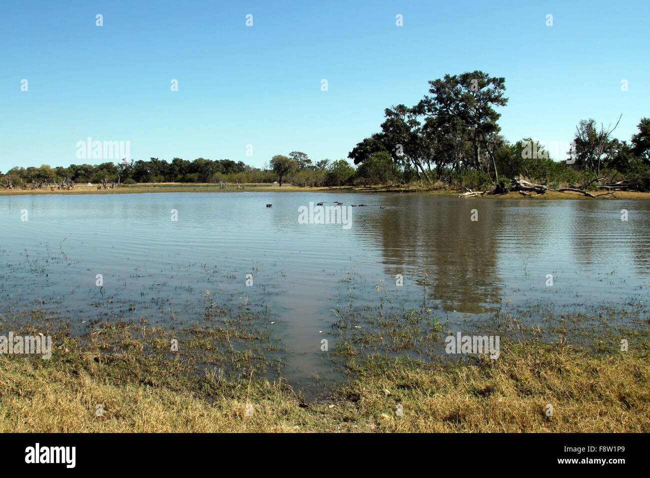 Hippo Pond in Moremi Game Reserve, Botswana Stock Photo