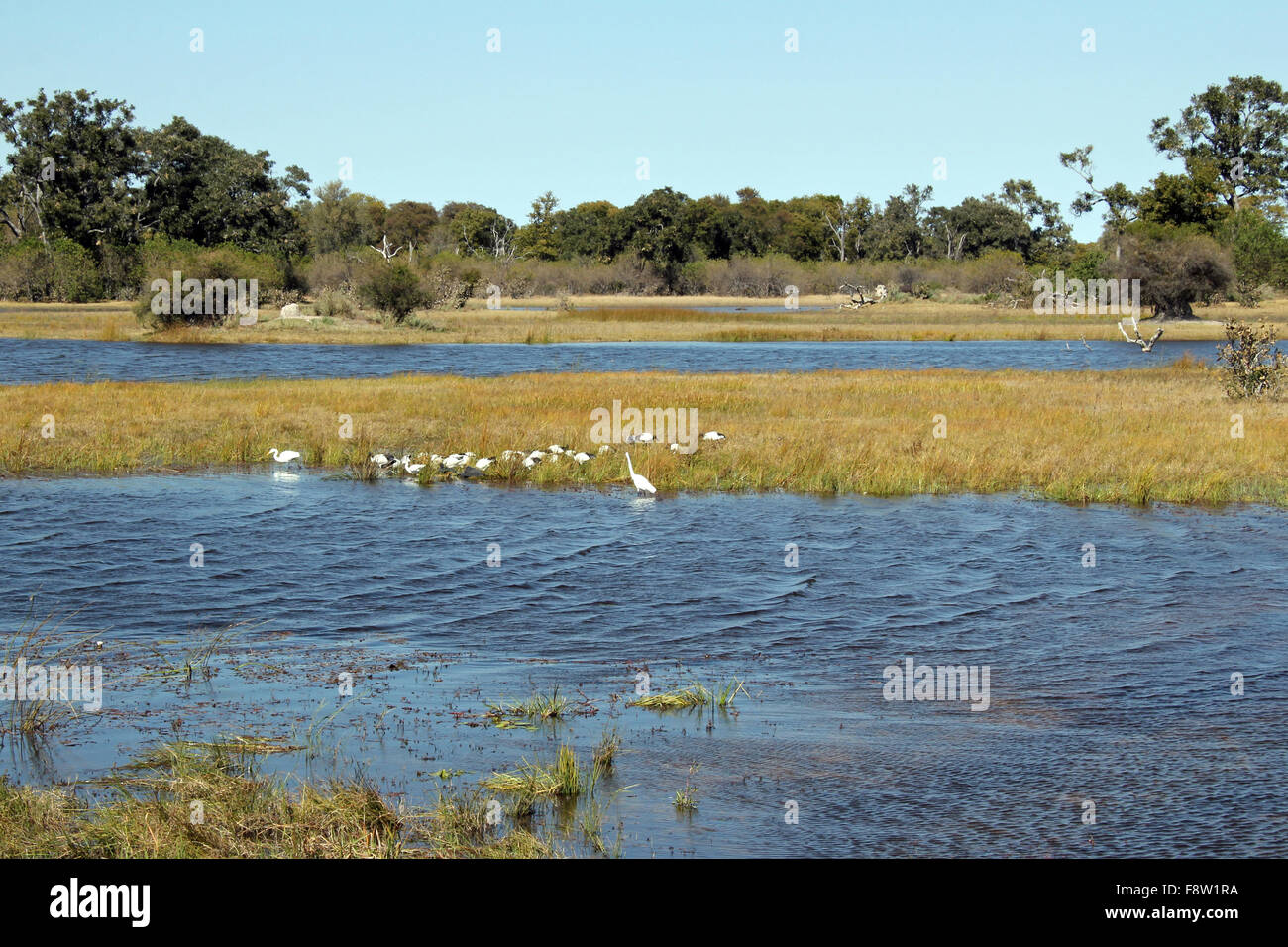 View of Moremi Game Reserve, Botswana Stock Photo