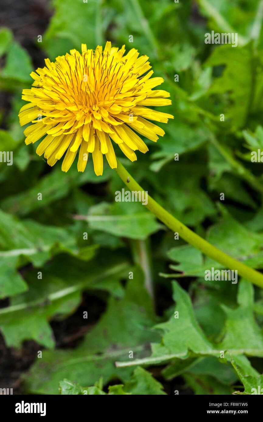 Anastasiya Petrova bilan porno