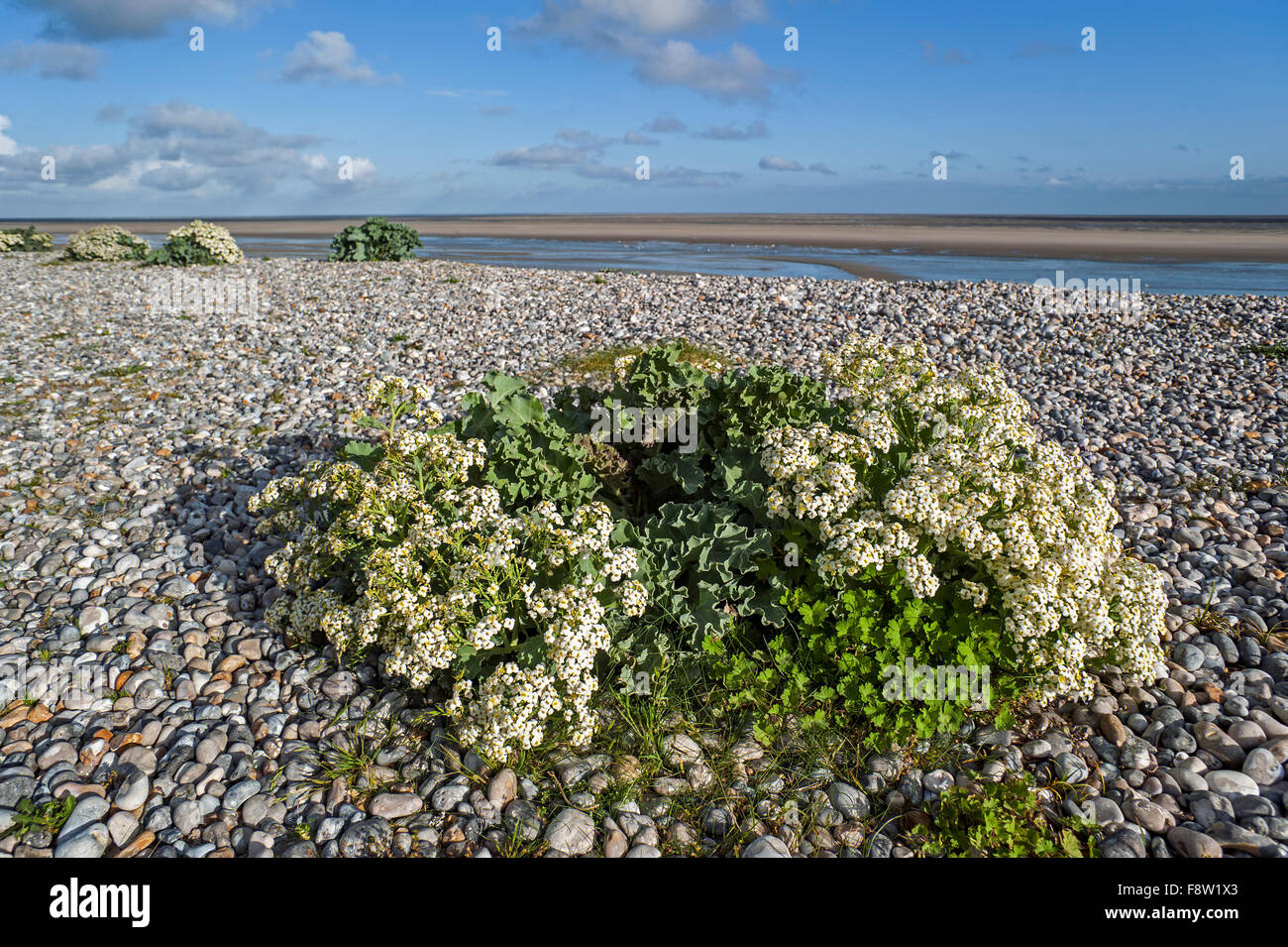 Sea kale / seakale / crambe (Crambe maritima) in flower on pebble beach along the North Sea coast, Bay of the Somme, France Stock Photo