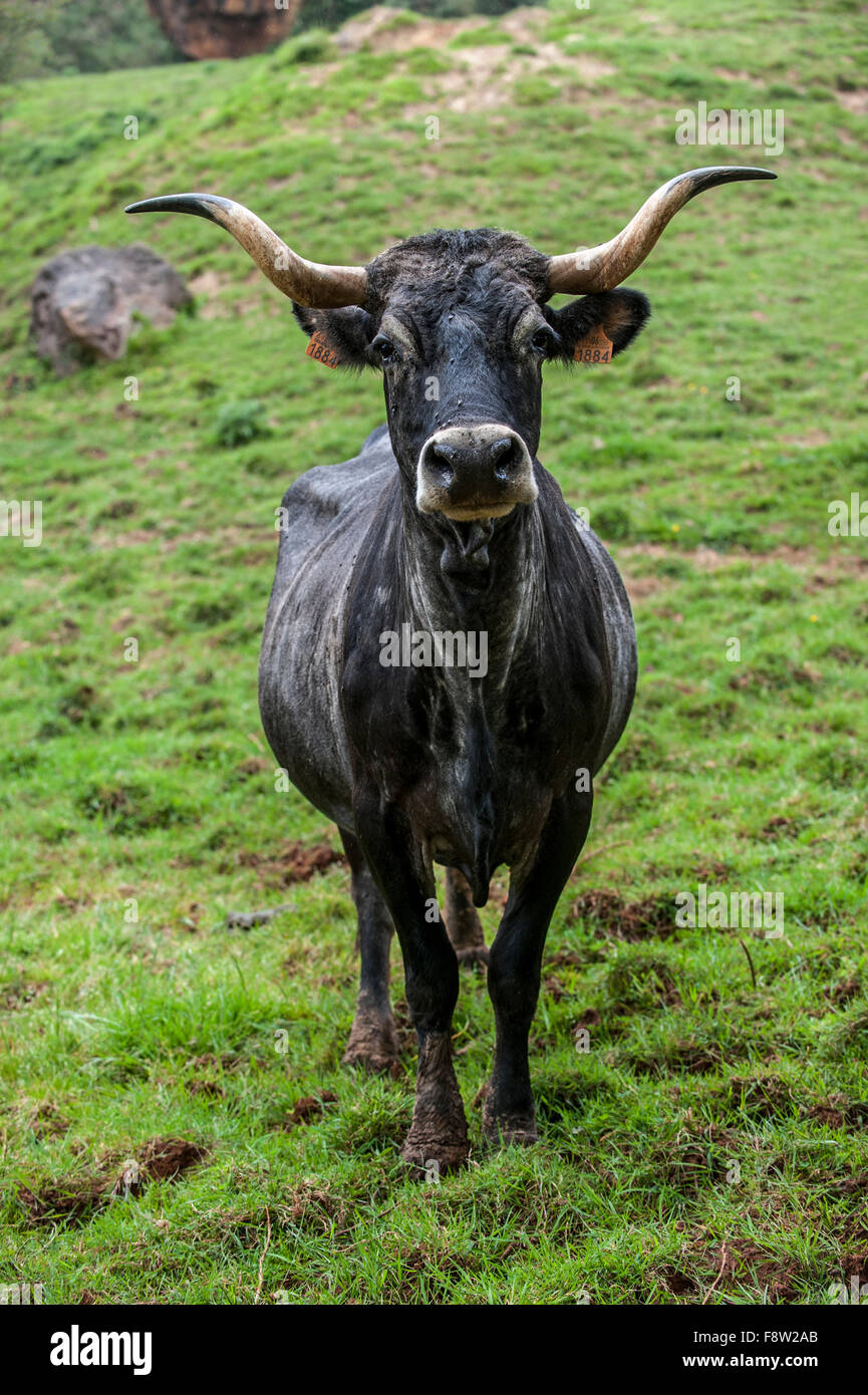 Tudanca cow, primitive breed of cattle from Cantabria, Spain Stock Photo