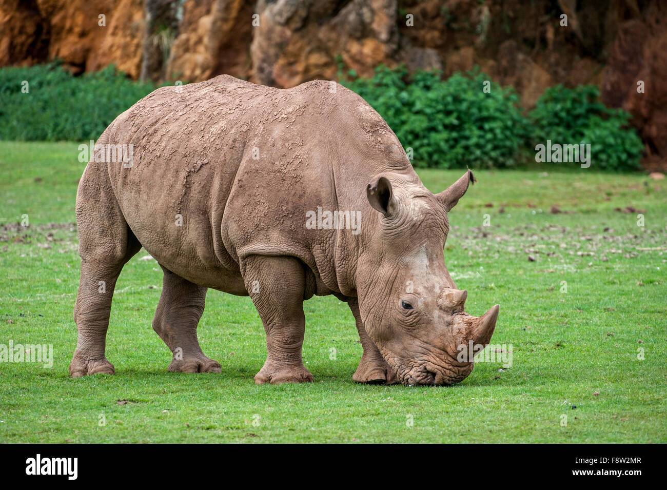 White rhino / Square-lipped rhinoceros (Ceratotherium simum) female grazing grass Stock Photo