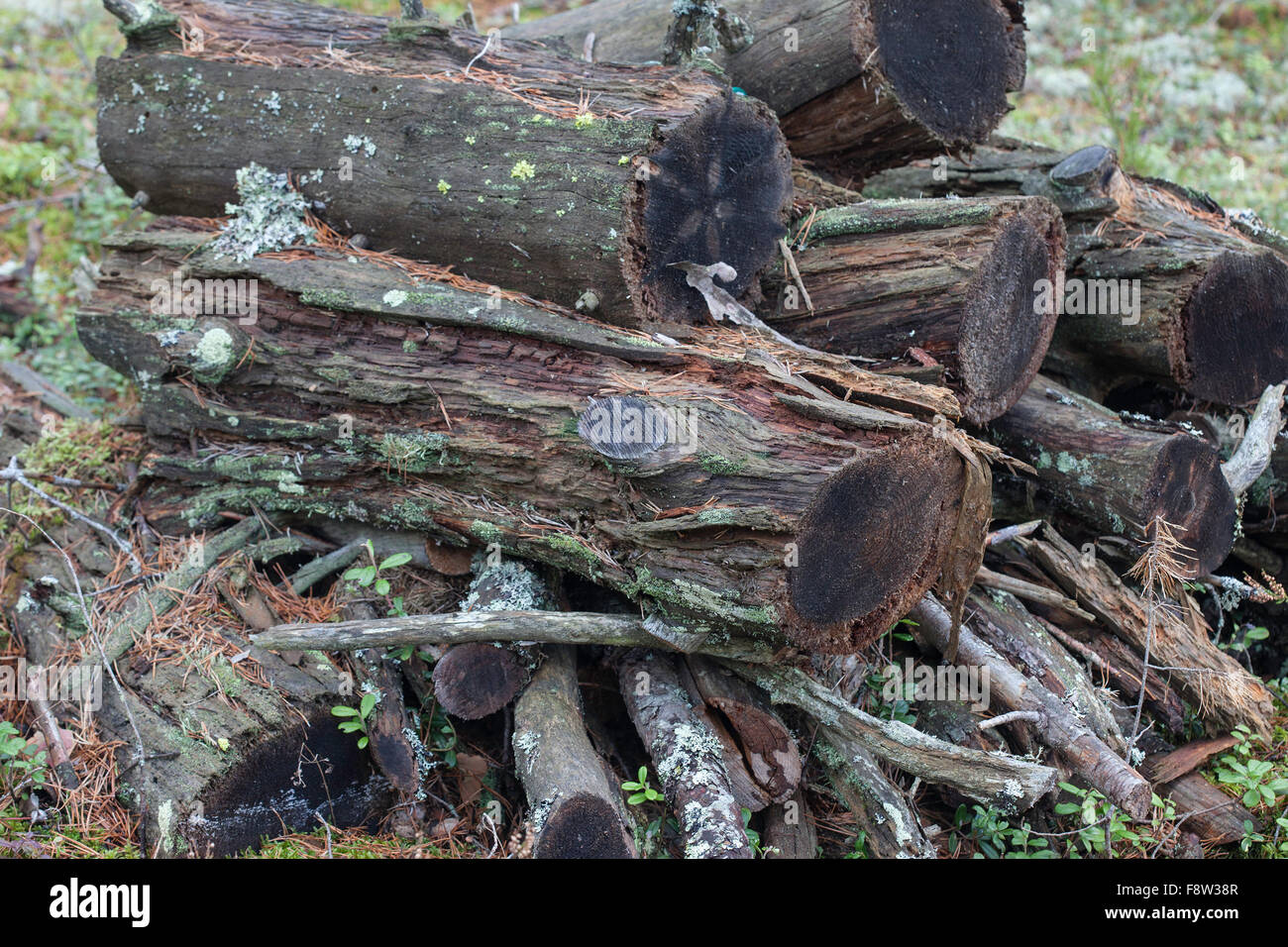 rotten logs of wood in pine autumn forest Stock Photo Alamy