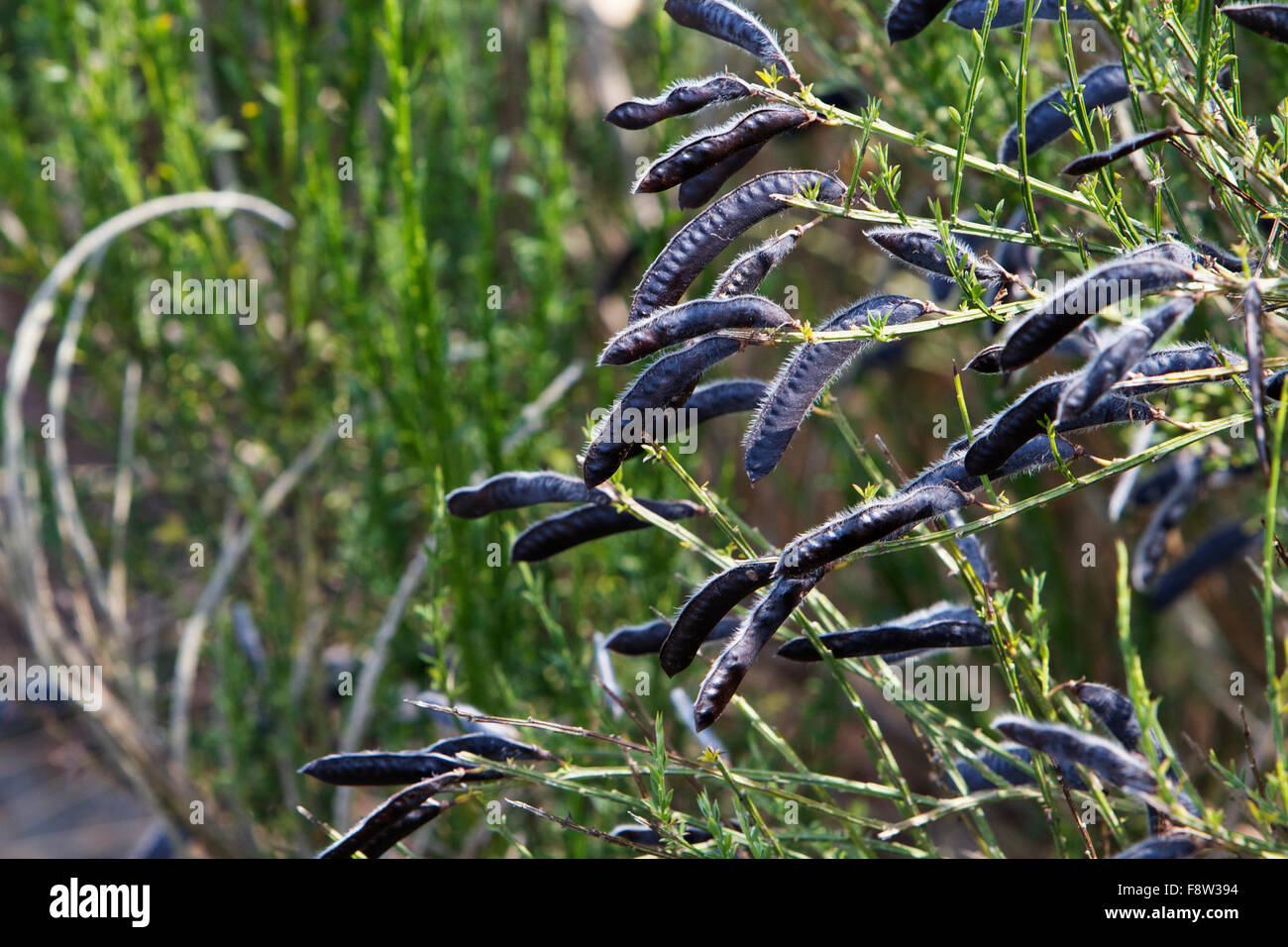 Long Seed Pods High Resolution Stock Photography and Images Alamy