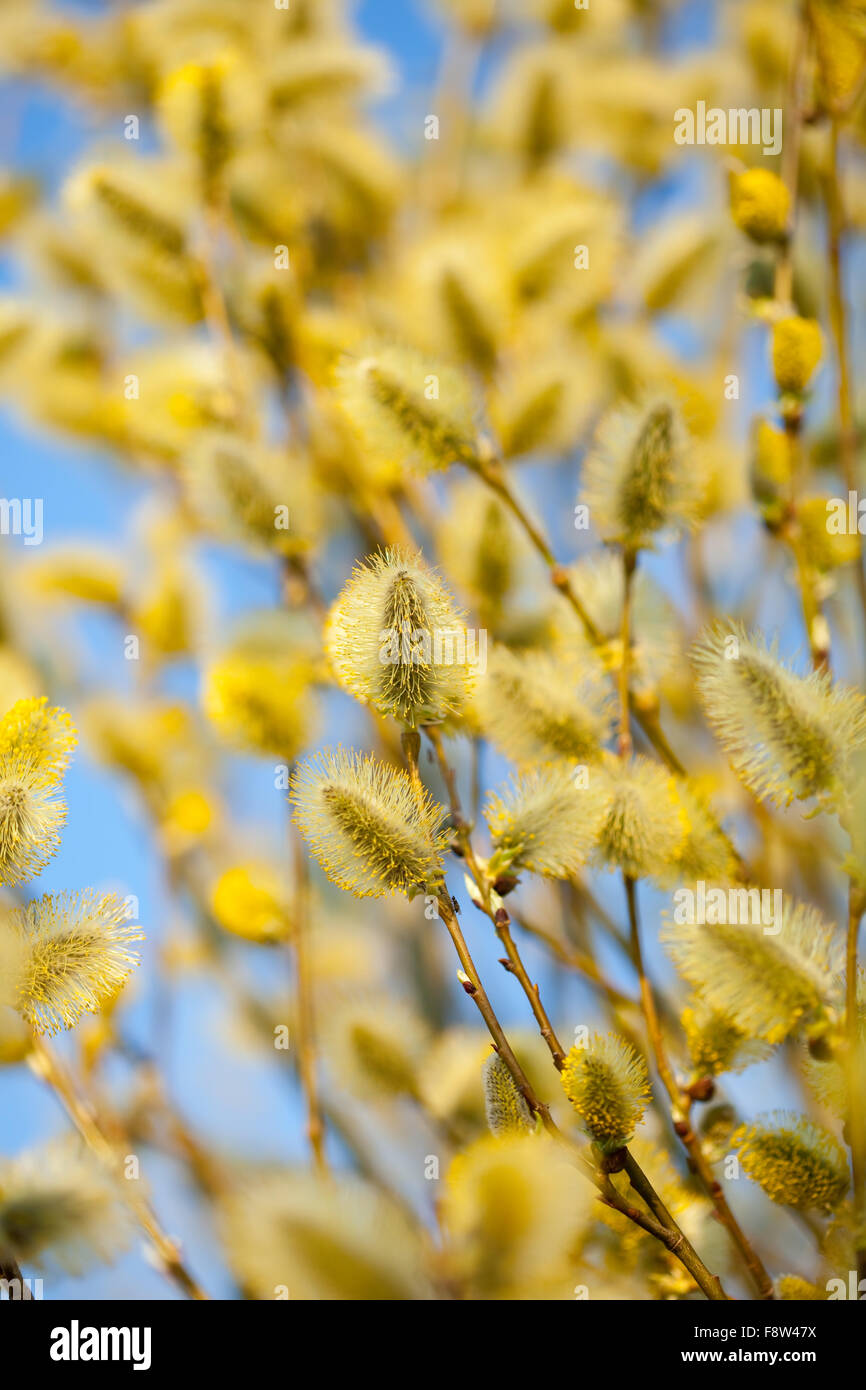 yellow pussy willow branches in spring nature Stock Photo - Alamy