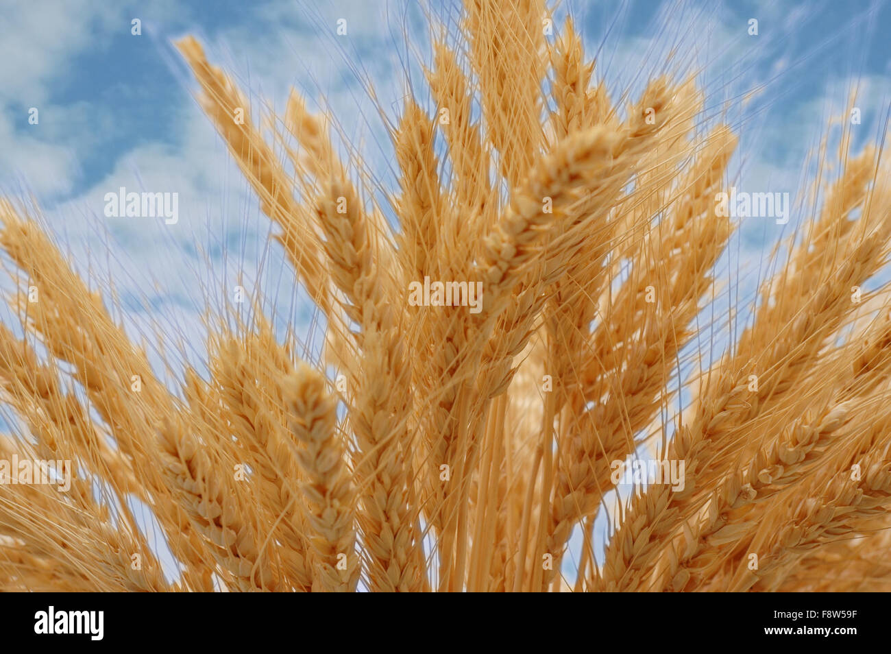 Golden ears against blue sky Stock Photo - Alamy