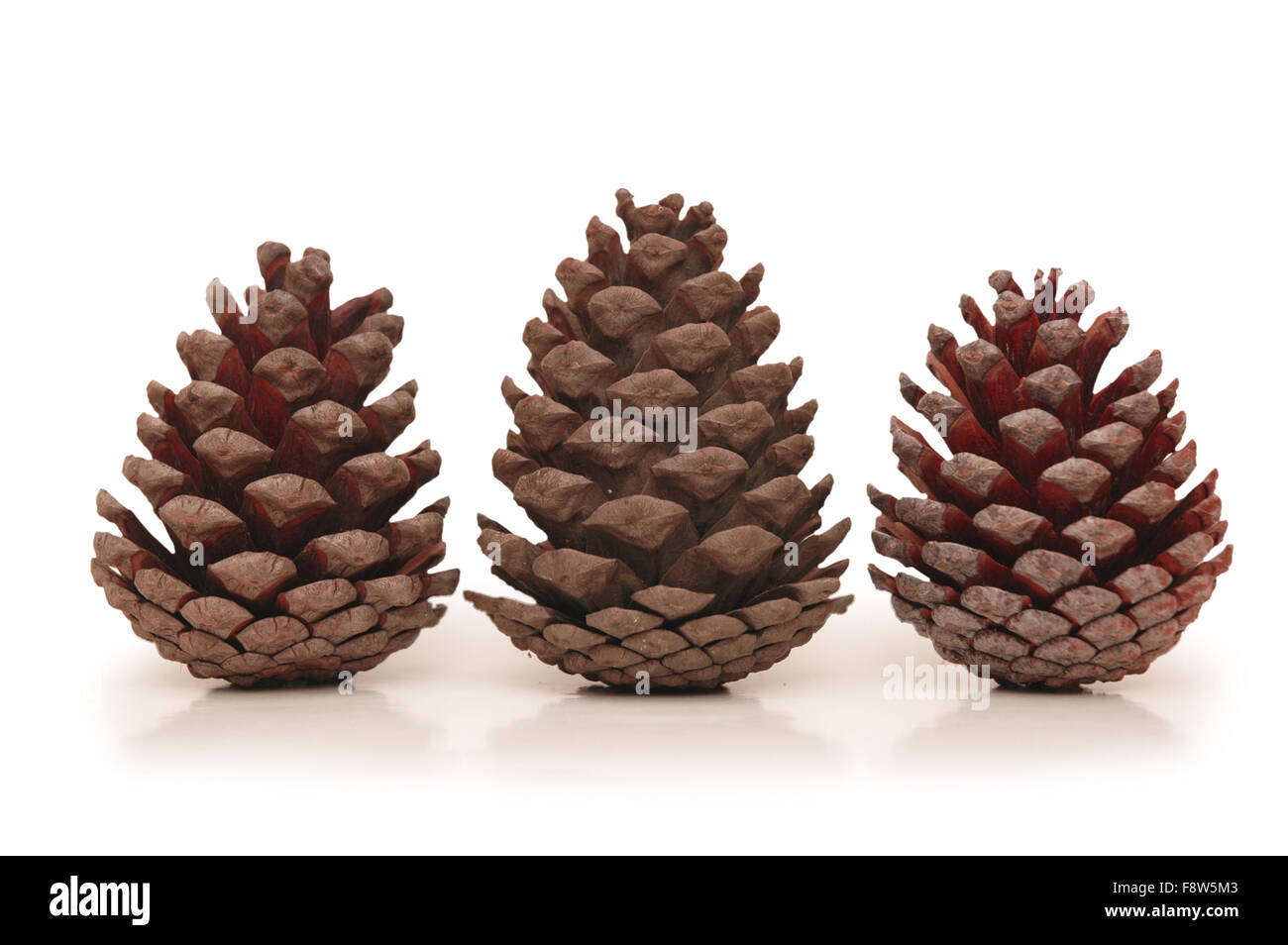 Three pine cones isolated on white background Stock Photo - Alamy