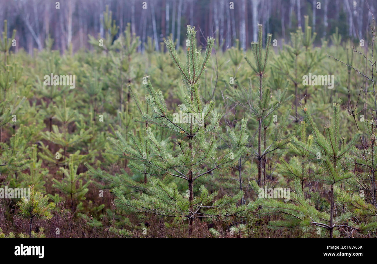 young pine forest, seedlings, small trees Stock Photo