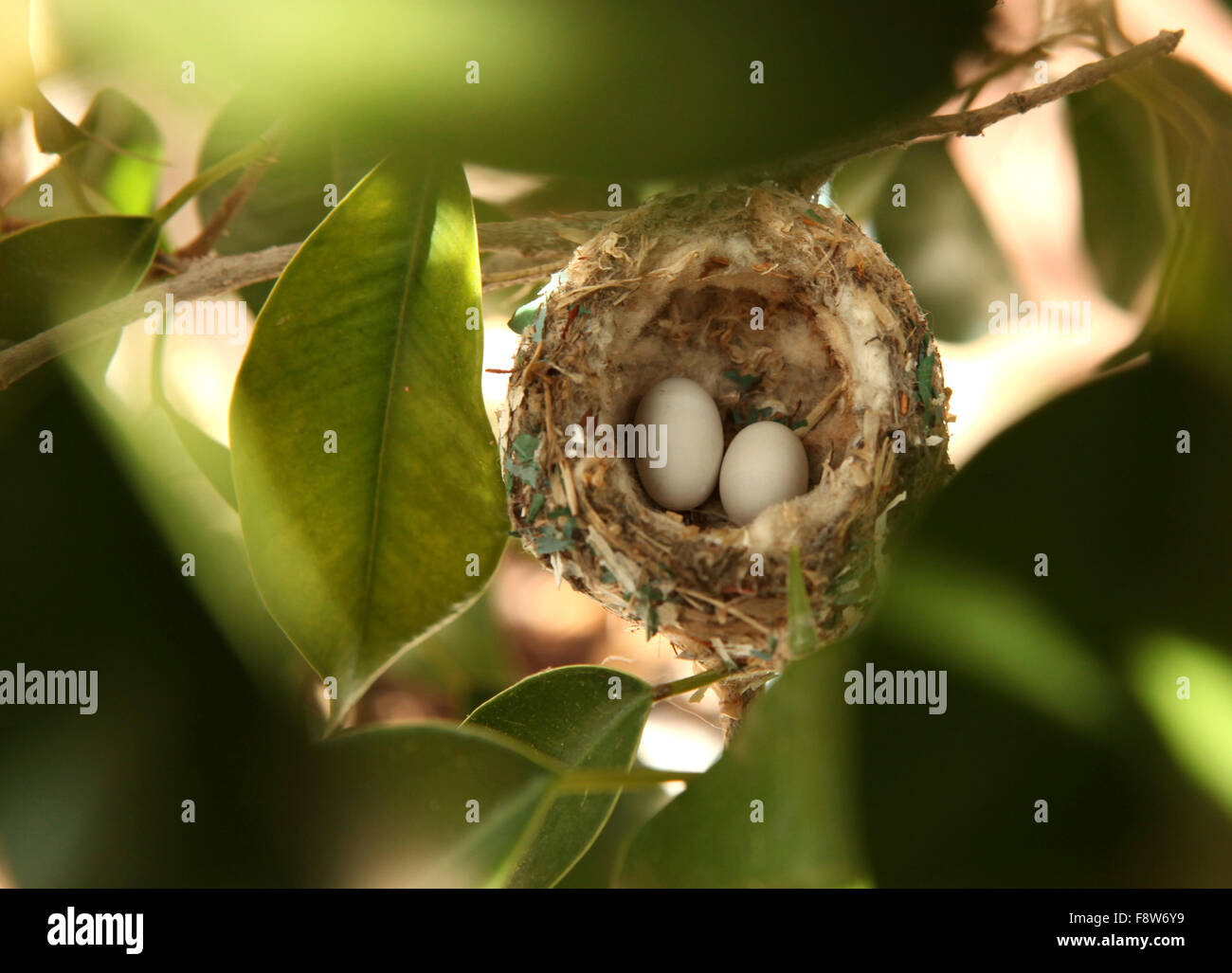 2 Hummingbird Eggs in a Nest Stock Photo