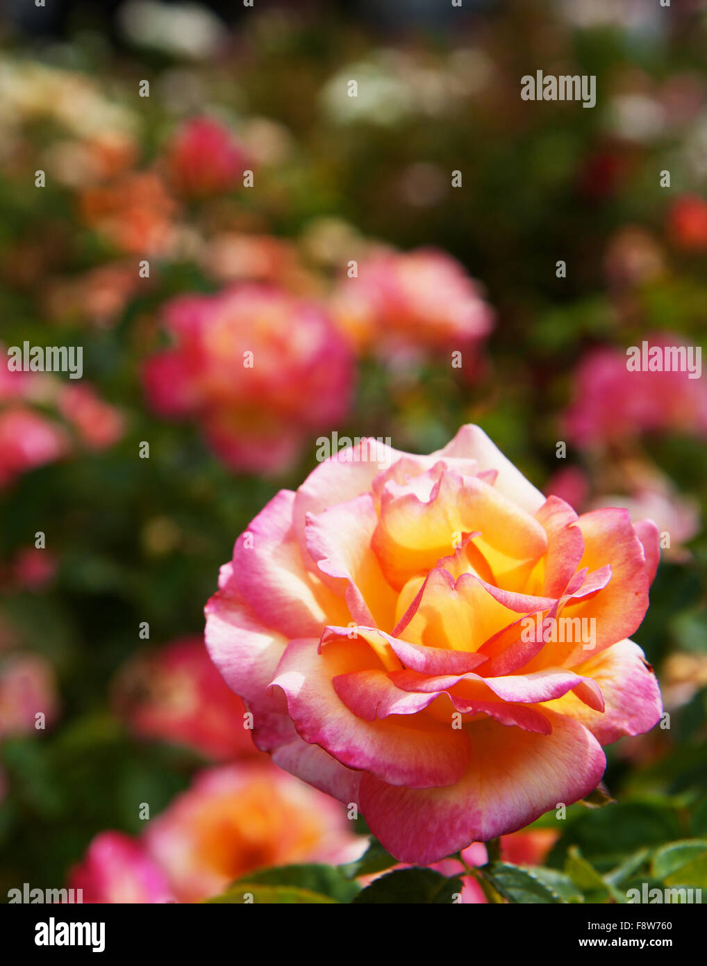 Yellow Red Rose Bush Stock Photo Alamy