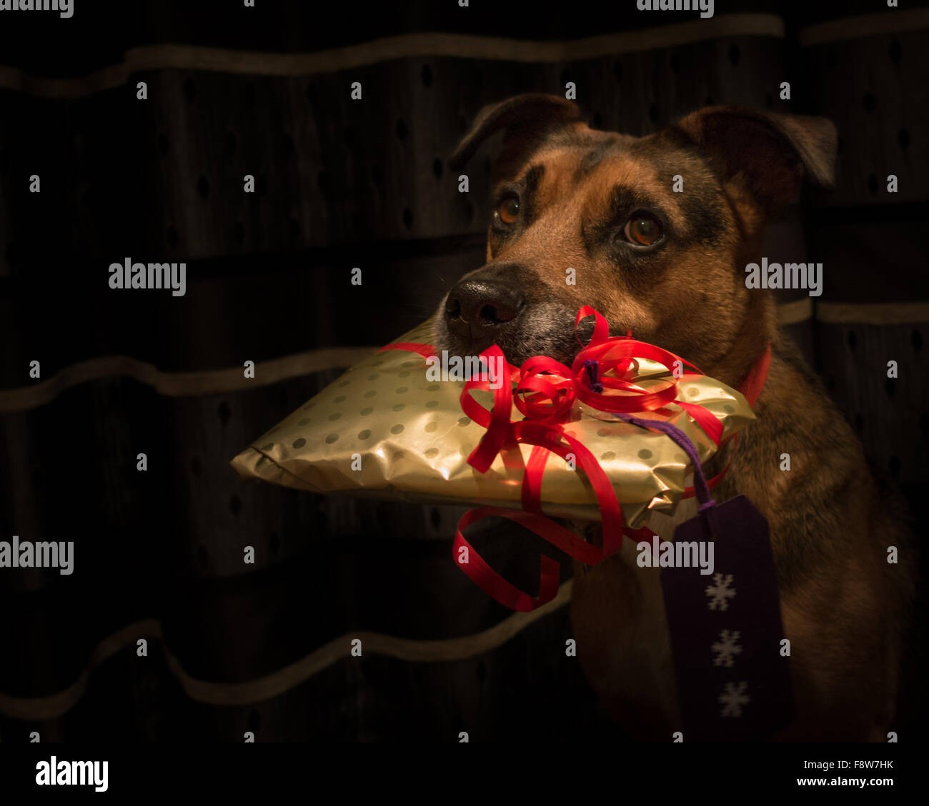 Cute dog holding present in its mouth, looking at camera Stock Photo ...