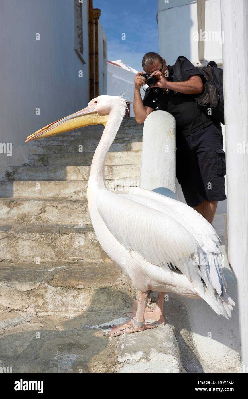 Mykonos - Cyclades Islands, Greece, pelican Petros Stock Photo