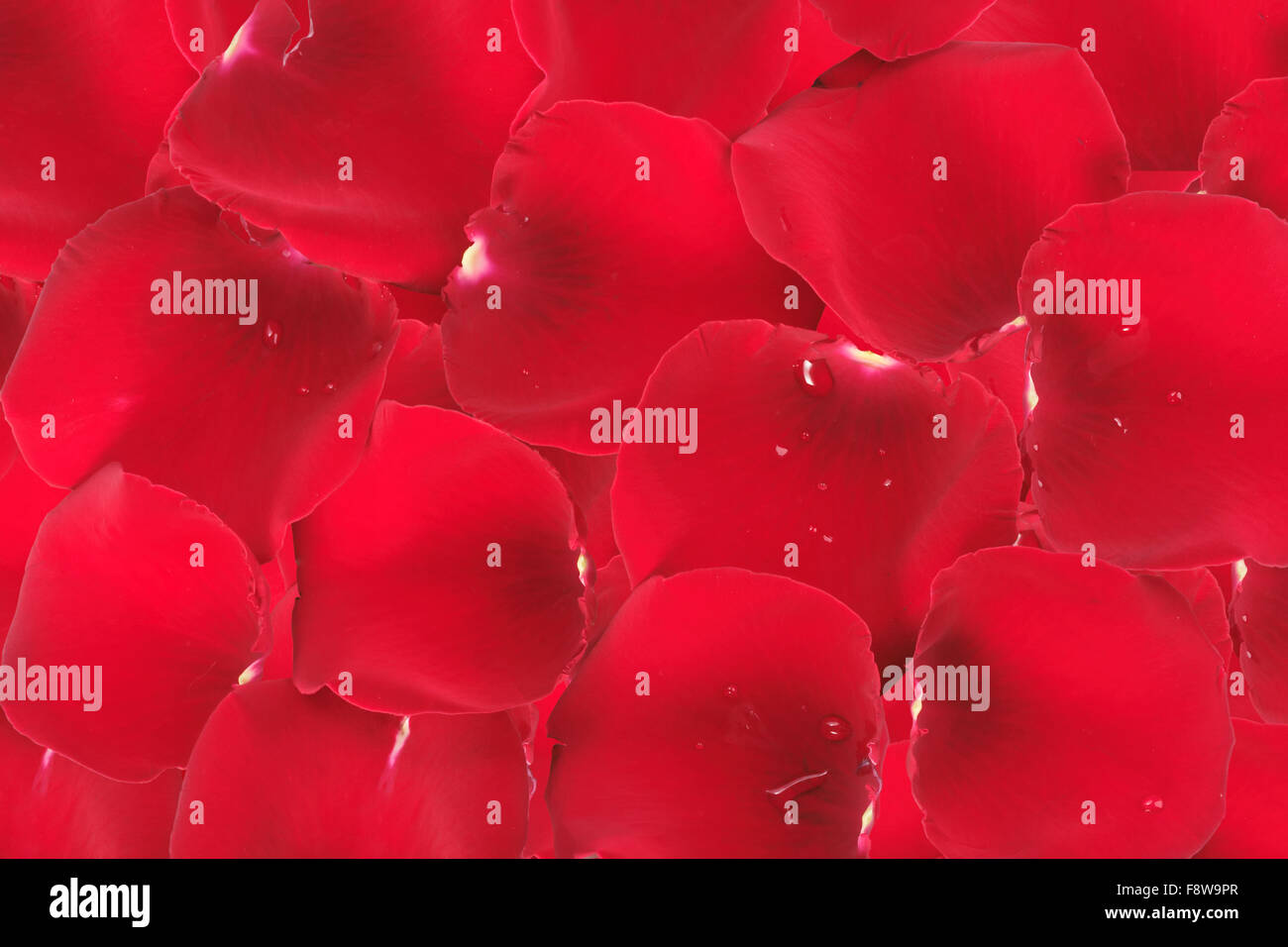 Abstract background of red rose petals Stock Photo