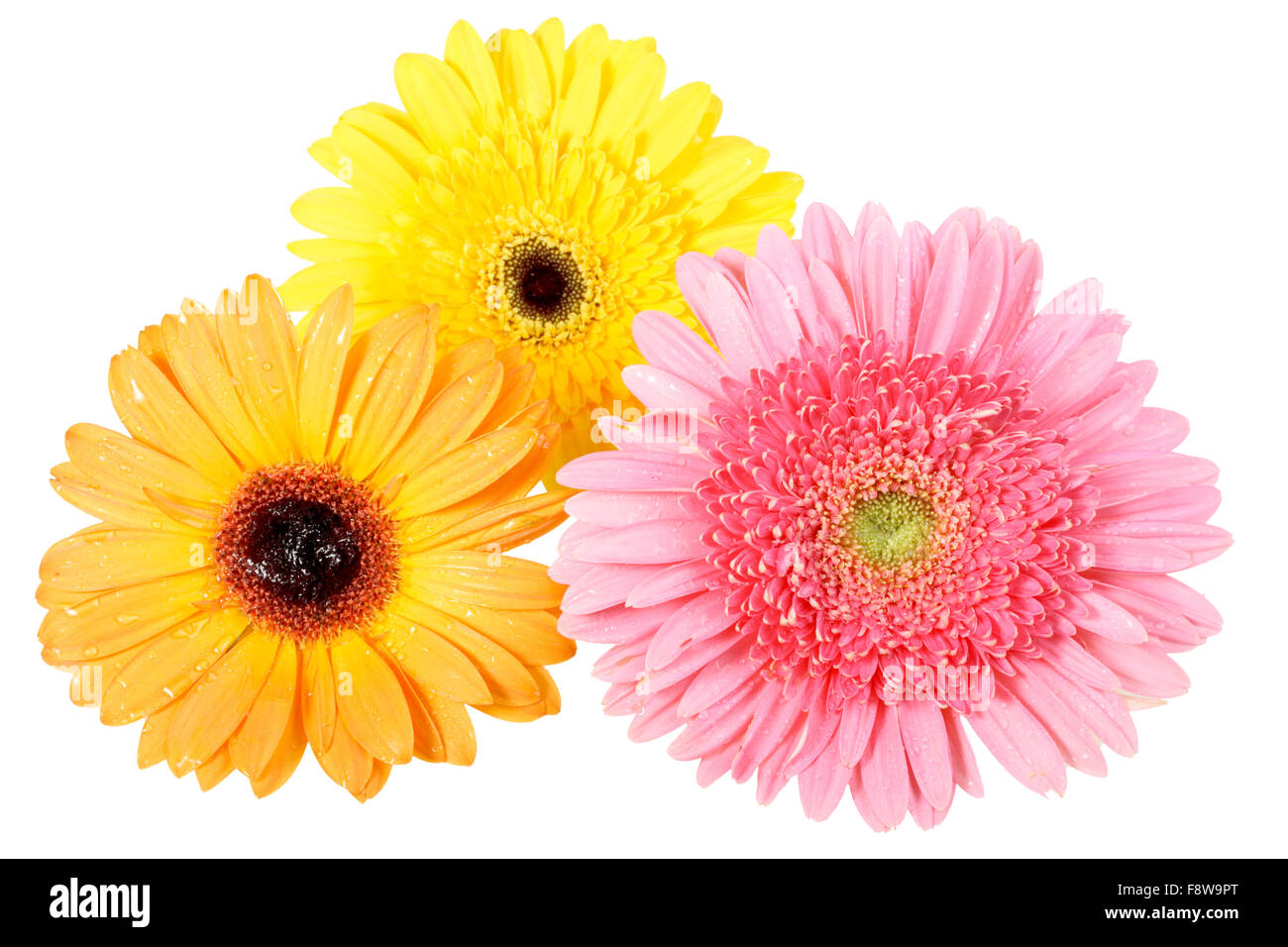 Three flower with dew Stock Photo