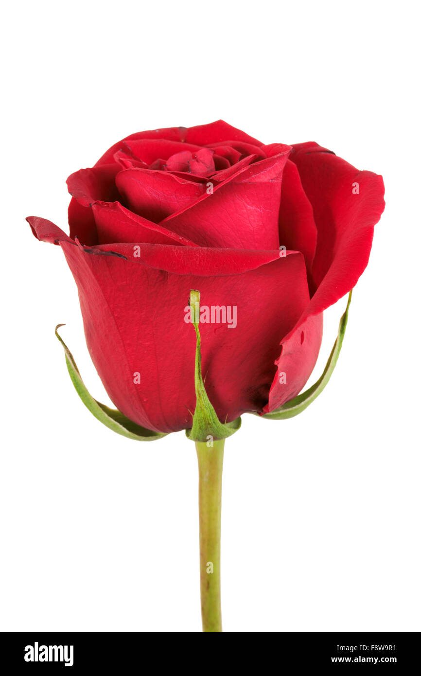 One red rose Stock Photo Alamy