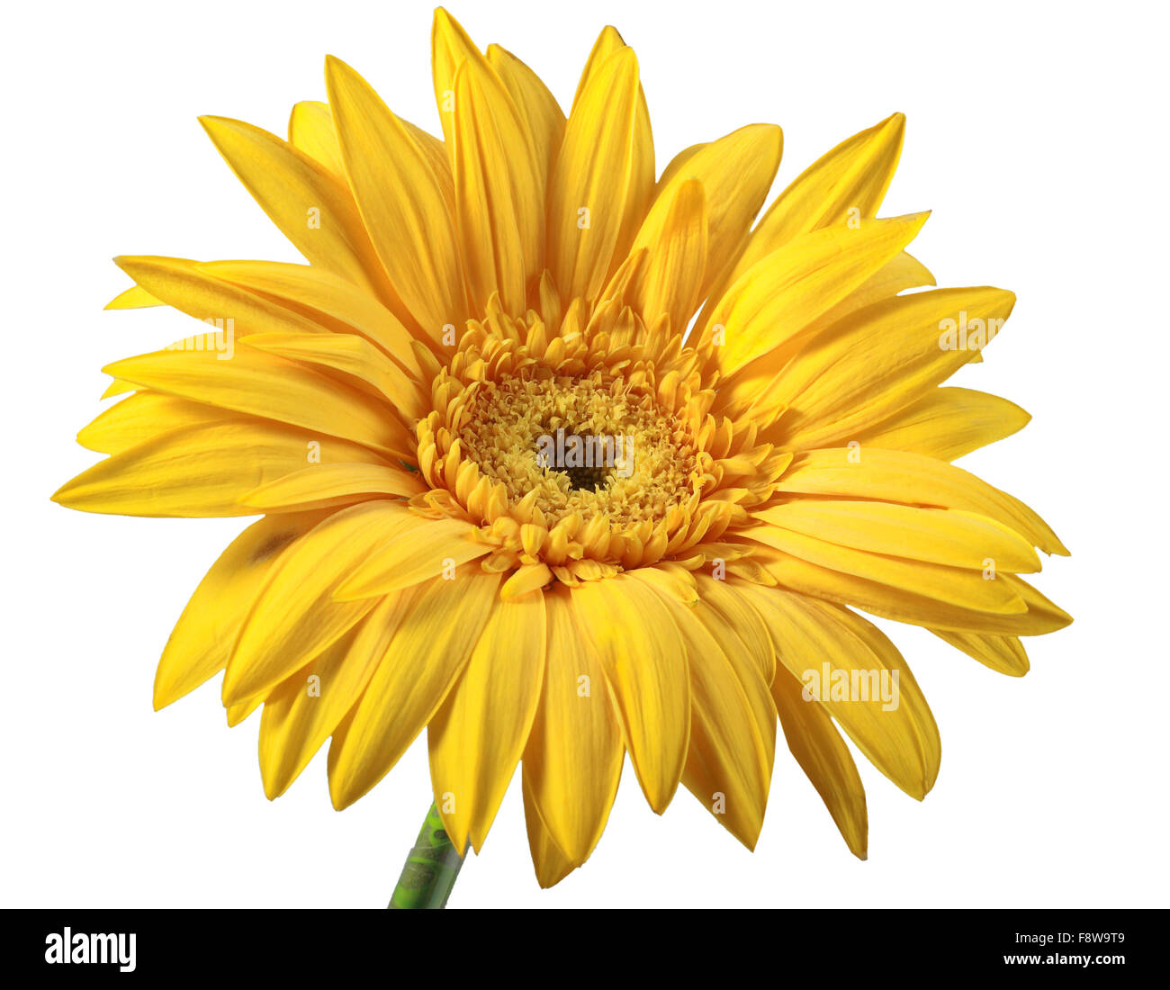One yellow flower Stock Photo