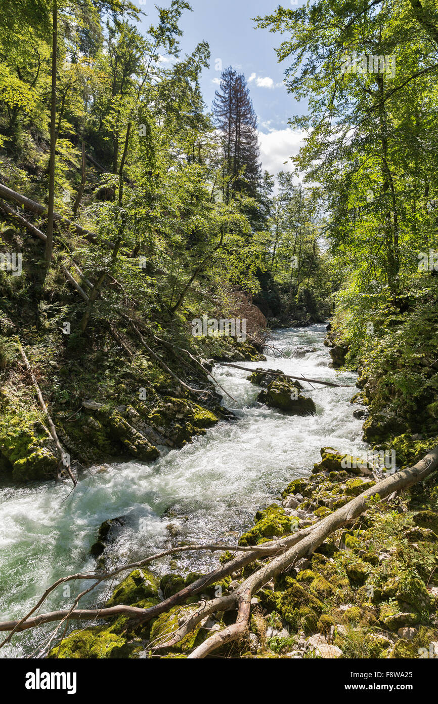 Vintgar gorge with river Radovna flowing through it. Bled,Slovenia. Stock Photo