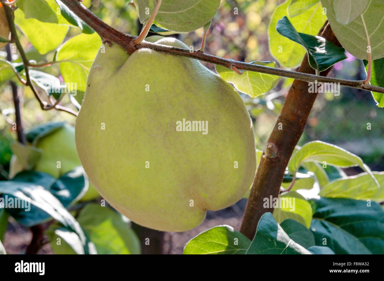 Quince tree and fruit in garden, Bulgaria Stock Photo Alamy