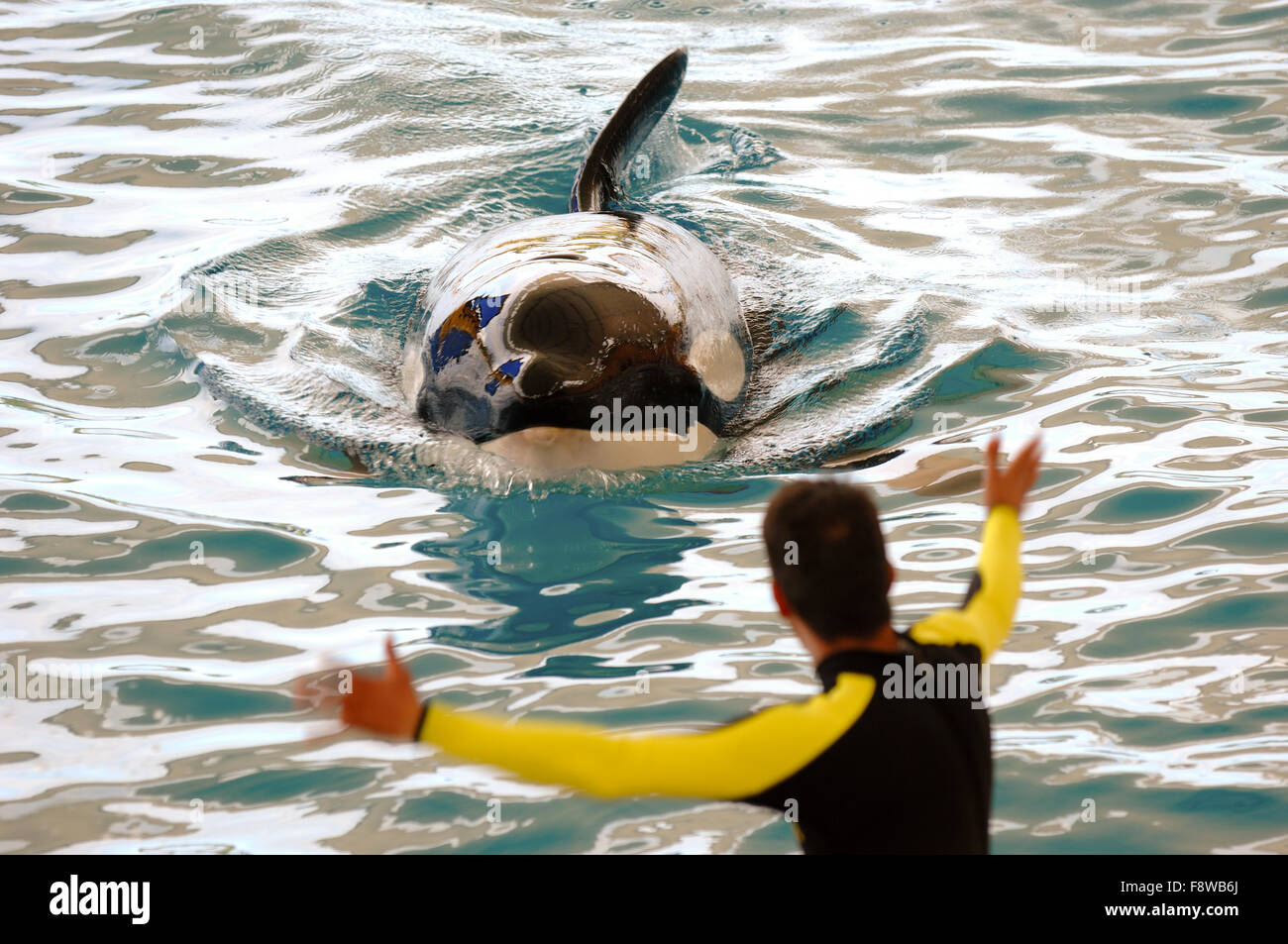Killer whale and trainer Stock Photo Alamy
