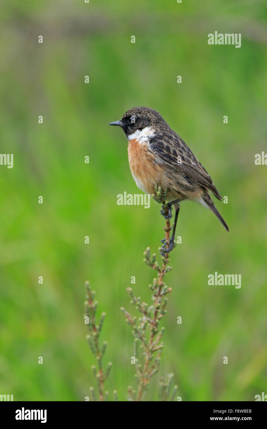 Common Stonechat Male Winter High Resolution Stock Photography and ...