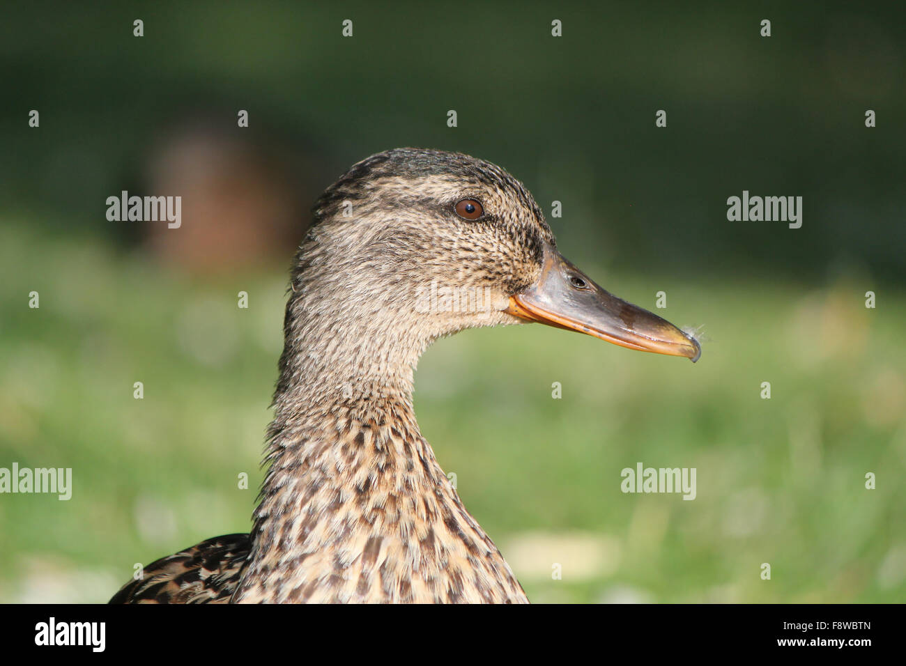 Head of a female duck Stock Photo