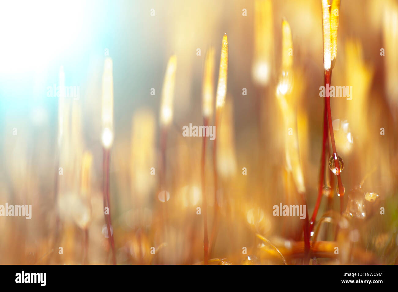 light abstract background blurred image of wet moss closeup Stock Photo