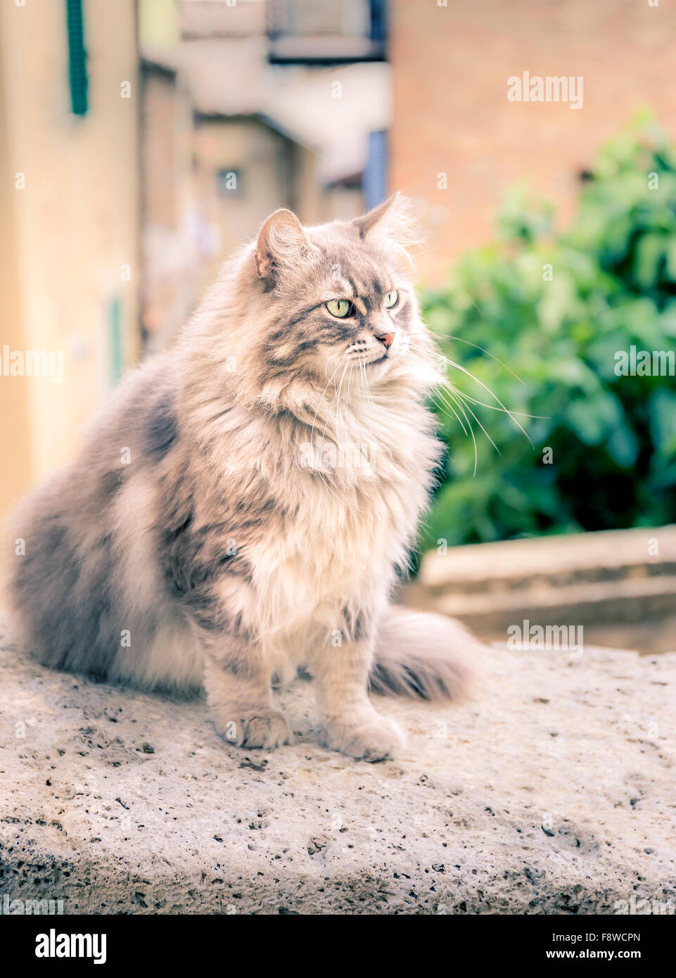 Cute long hair domestic cat on a wall Stock Photo