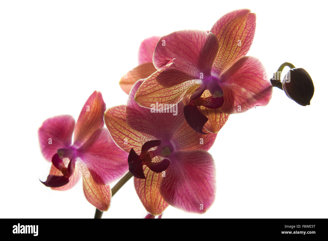 Pink orchid on white background Stock Photo - Alamy