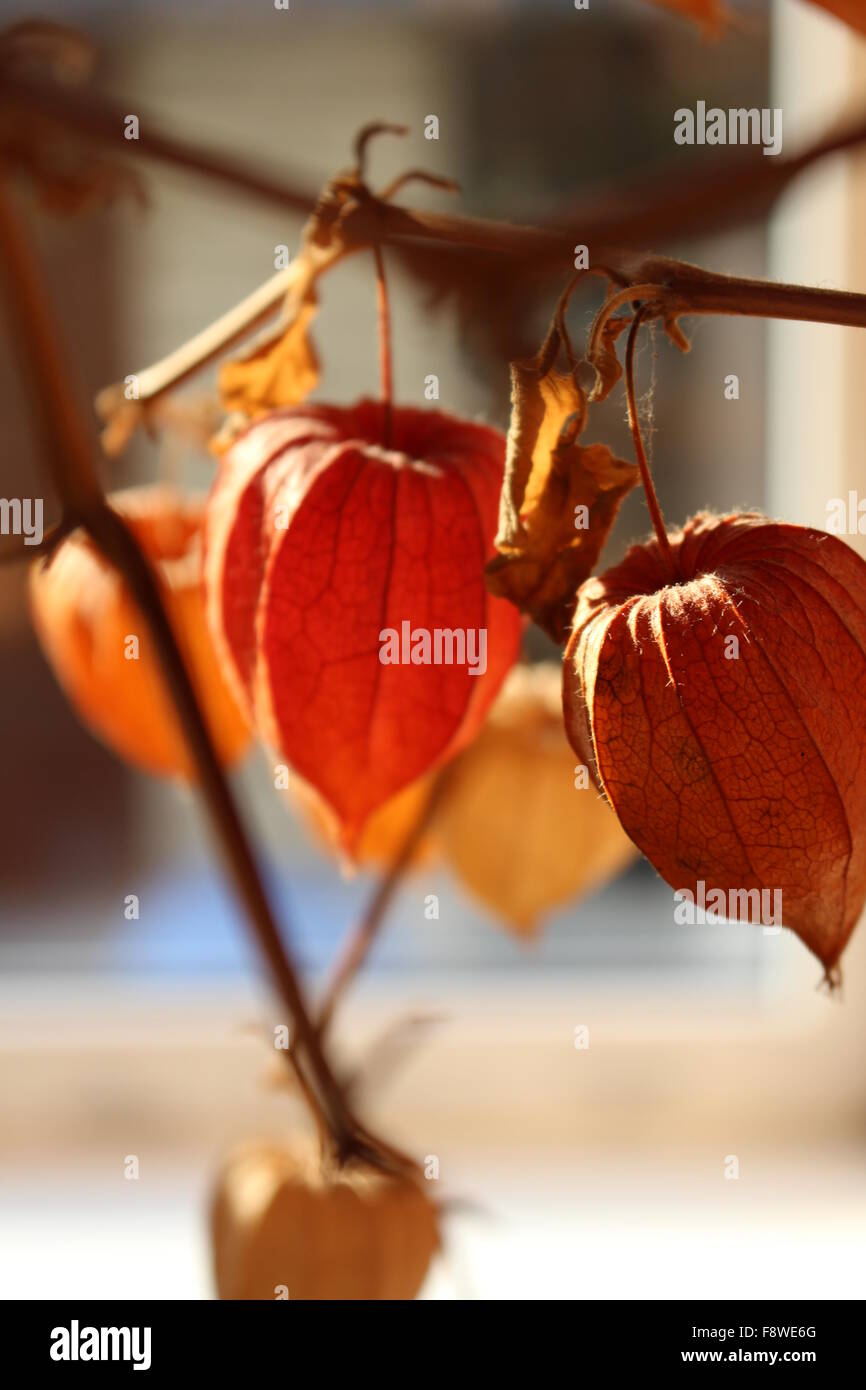 Orange flower flowers hi-res stock photography and images - Alamy