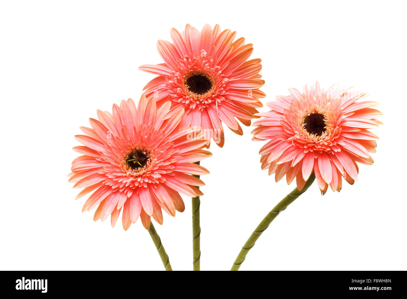 Three flowers isolated on the white background Stock Photo - Alamy