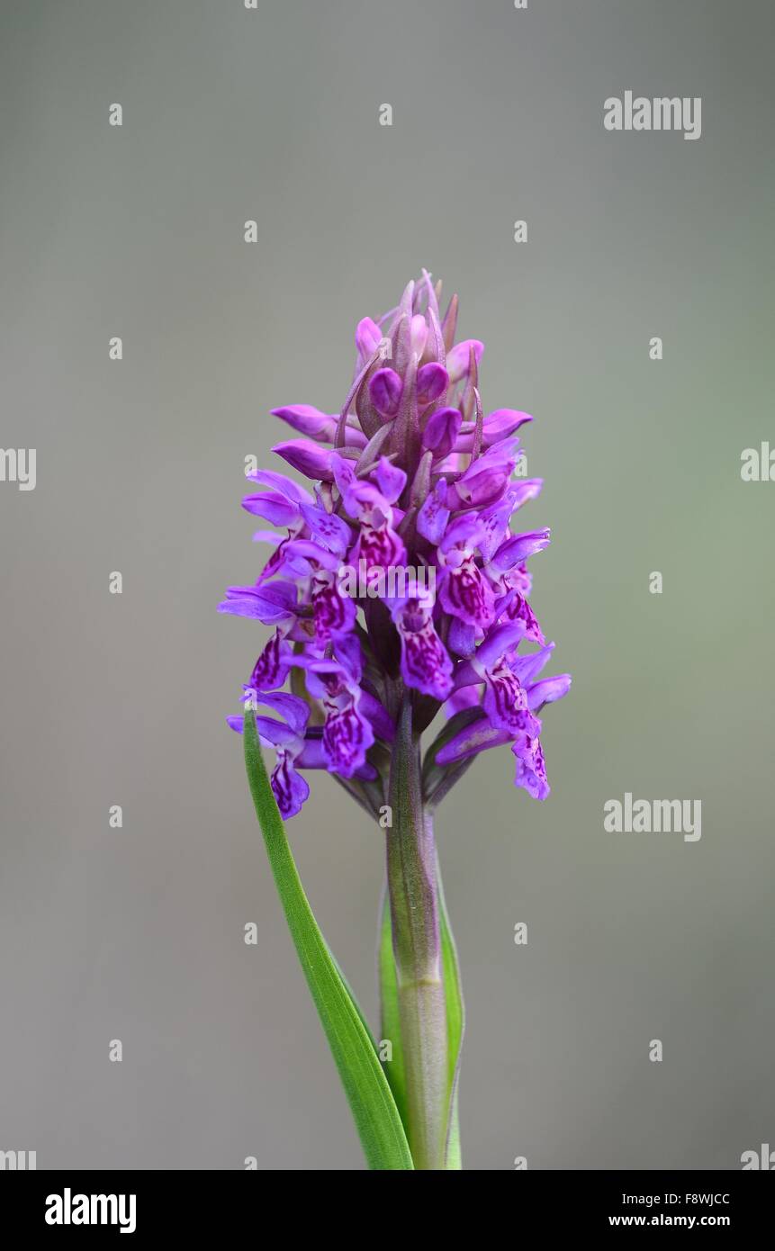 Early marsh orchid Stock Photo