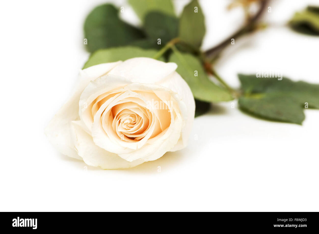 Single rose isolated on the white background Stock Photo - Alamy