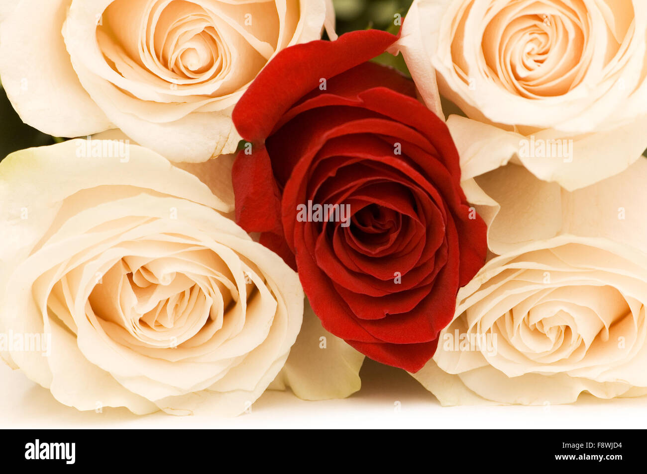 One With Roses Bouquet four red roses hi-res stock photography and images - Alamy