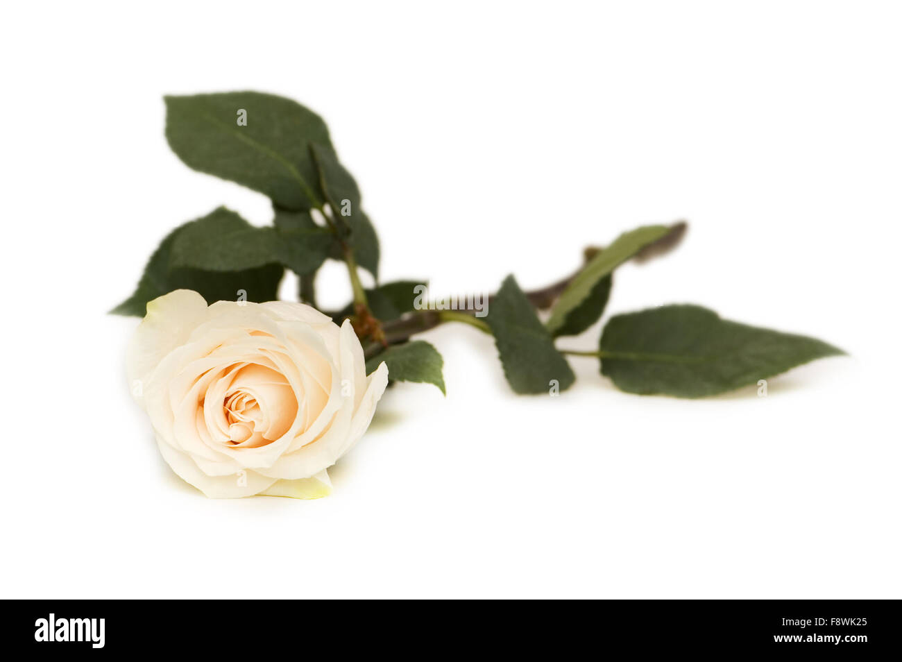 Single rose isolated on the white background Stock Photo - Alamy