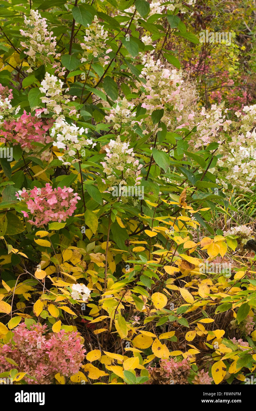 Smooth Hydrangea or Wild Hydrangea (Hydrangea arborescens), pink and white flowers in autumn, Rawdon Falls Park, Lanaudiere Stock Photo