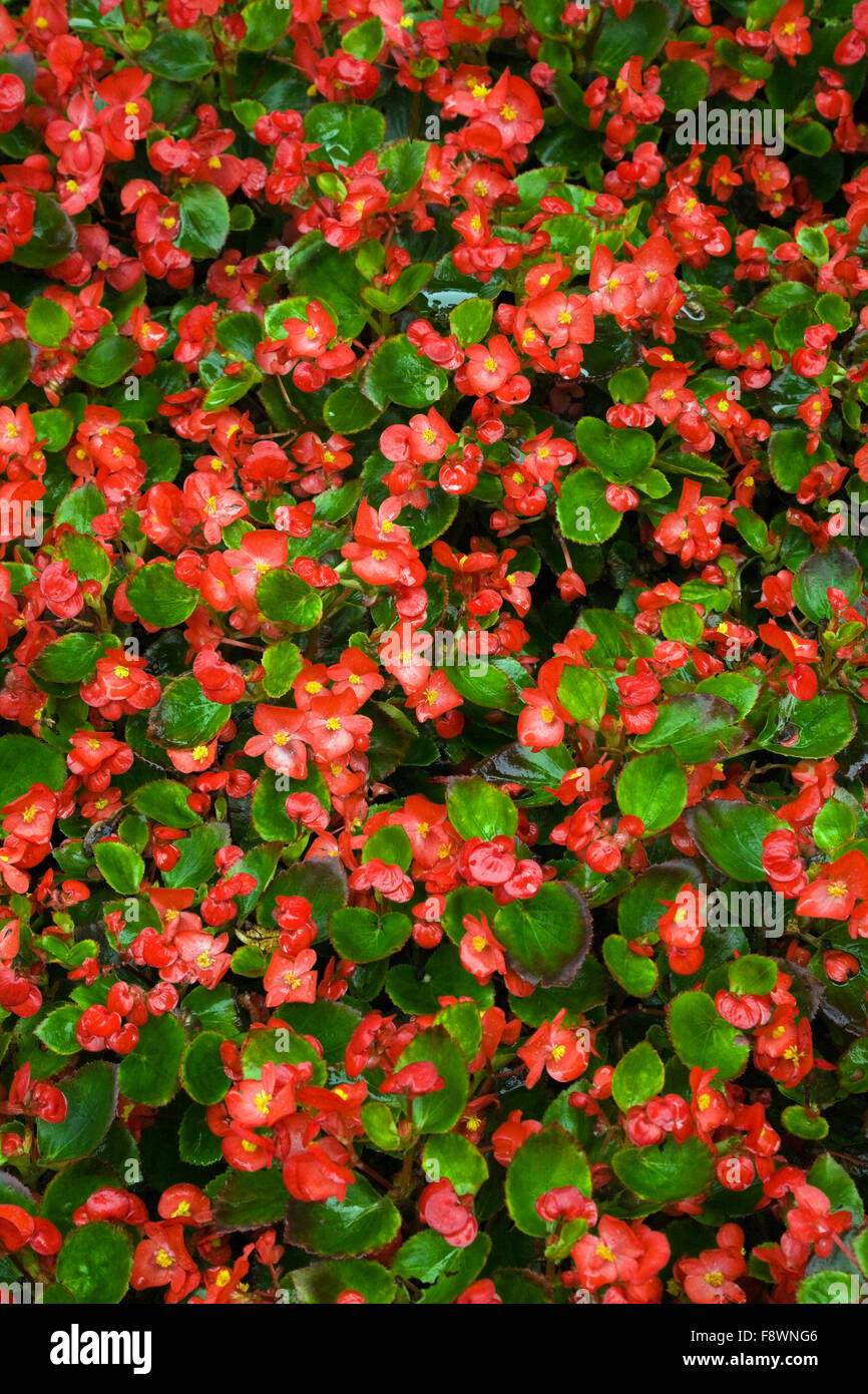 Red Begonia (Begonia), Bavaria, Germany Stock Photo