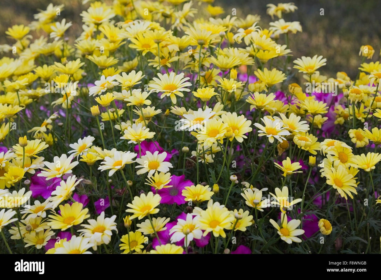 Marguerite Daisy or Summer Daisy (Argyranthemum frutescens), yellow flowers, and Petunias (Petunia), purple flowers, Quebec Stock Photo