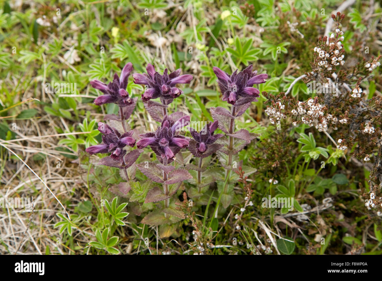 Alpine bartsia or velvetbells (Bartsia alpina), Iceland Stock Photo