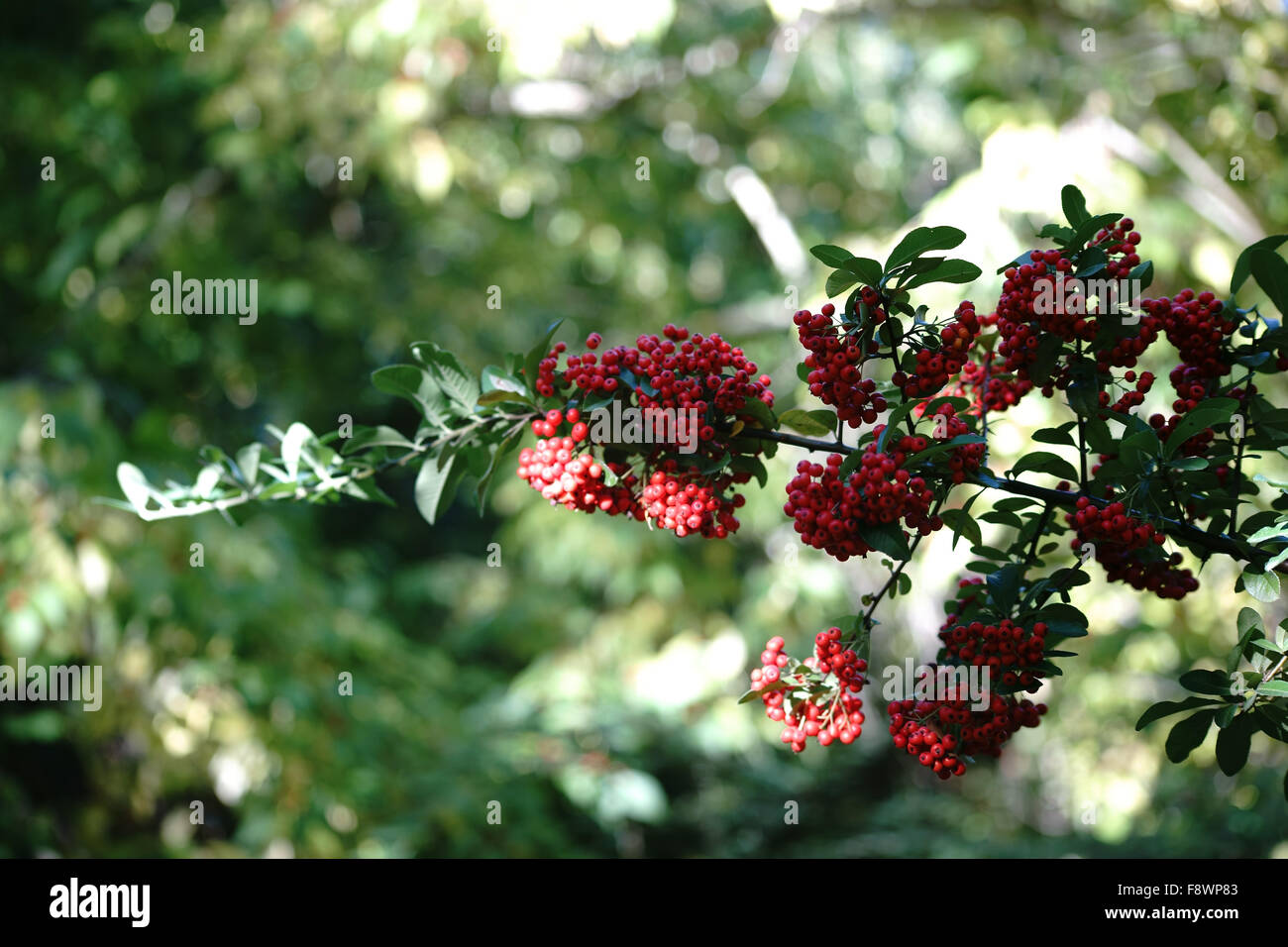 Autumn berries Stock Photo